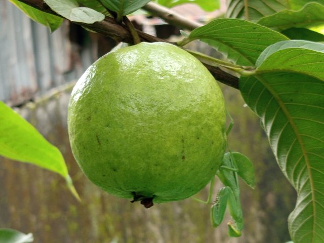 পেয়ারা (1).jpg