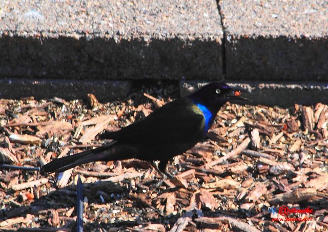 Common Grackle IMG_0112.JPG