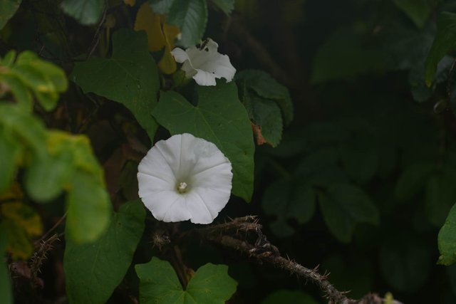 DSC01223.jpg