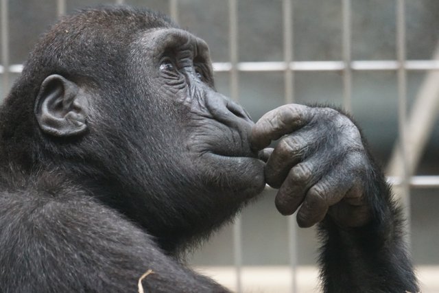 view-ape-thinking-primate-33535.jpg