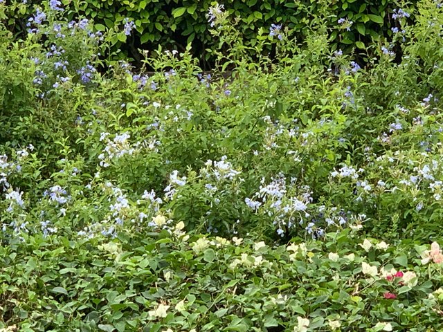 garden9.jpg