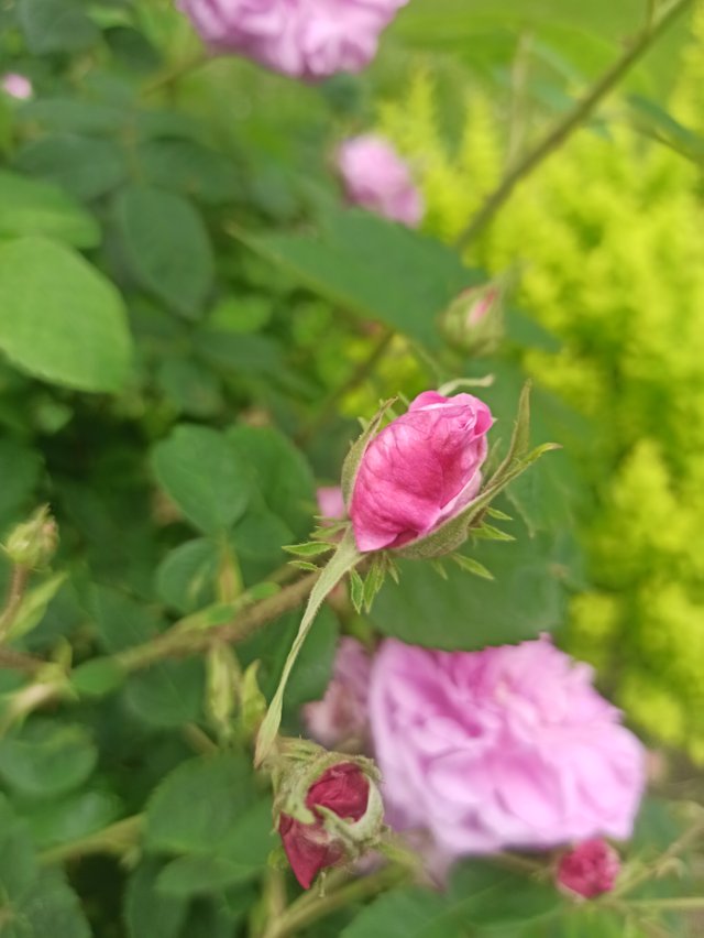 IMG_20250618_111457.jpg