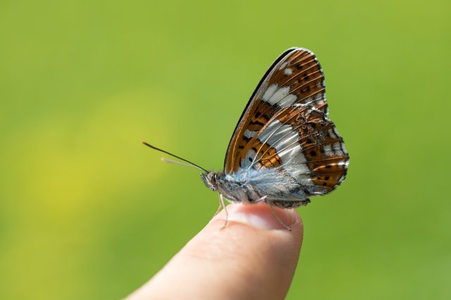 Kleiner Eisvogel (Limenitis camilla)_CI4A8182-BF.jpg