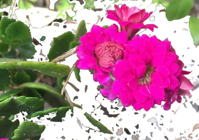 FLOR MODIFICADA 3.png