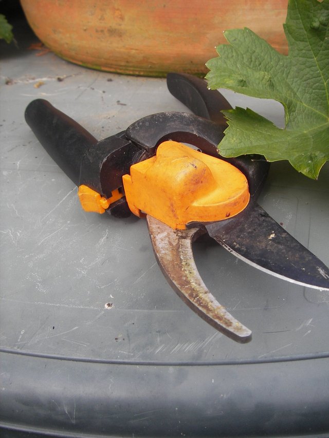 secateurs.jpg