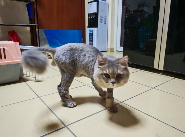 greyo-cat.jpg