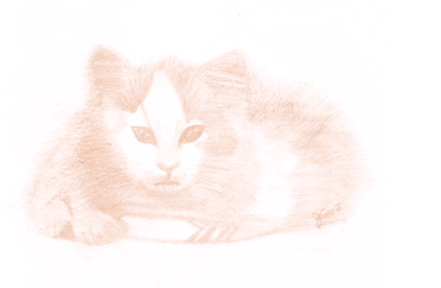 Dibujo de un gatito lindo1.png