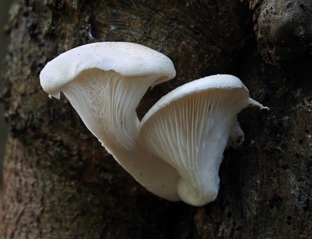 Pleurotus_dryinus,_Veiled_Oyster_Mushroom,_UK.jpg