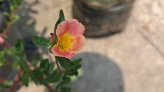 20250509_121514.jpg
