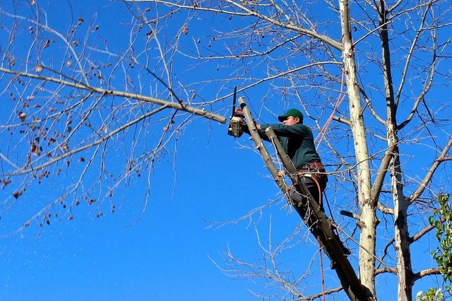 Tree Removal - Proper Pruning