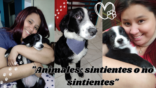 Animales sintientes o no sintientes.png