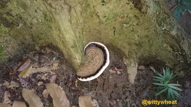 Travel Malaysia 2 Ayer Hitam Forest Reserve Steemit