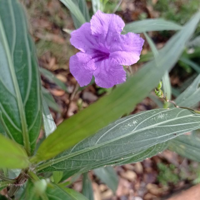 Un lindo color morado 2.jpg