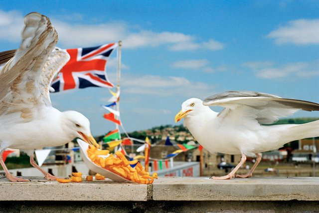 GB.-England.-Dorset.-From-West-Bay.-1996.-©-Martin-Parr-Magnum-Photos.jpg