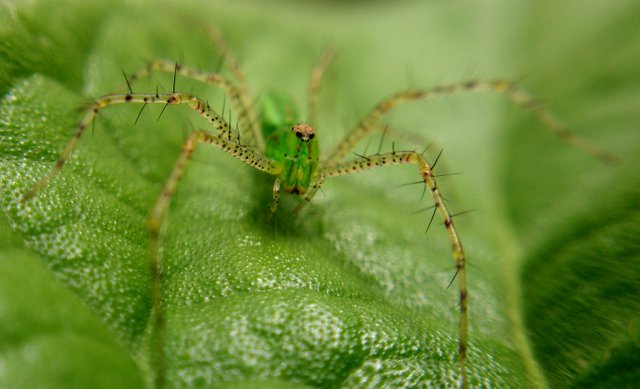 Spinnen - macro (3).jpg