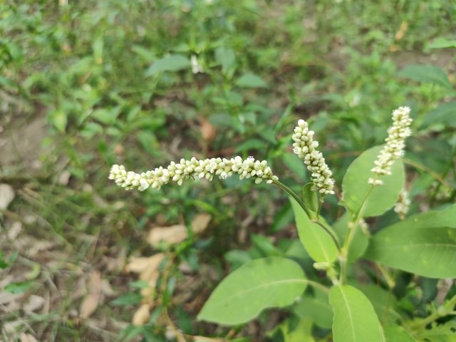 IMG_20250604_090741.jpg