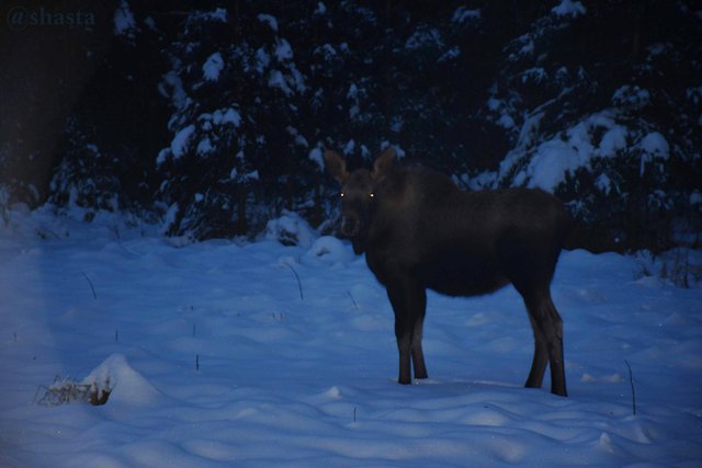 shasta2018dec31stmoosemonday1io.jpg