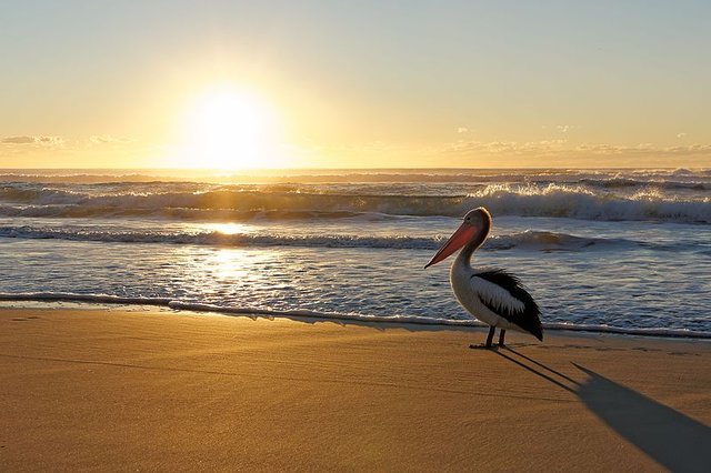 Australian_Pelican_watching_beach_sunrise.jpg