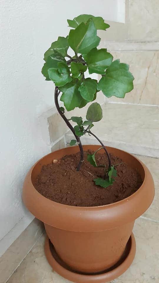 Plant.jpg