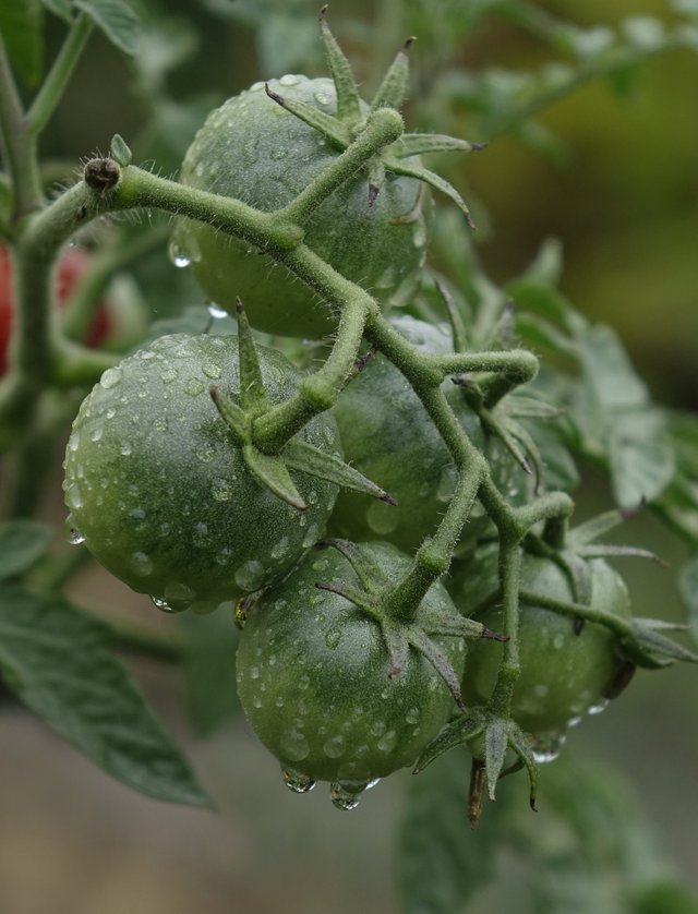 tomatoes-gea79ce482_1920.jpg