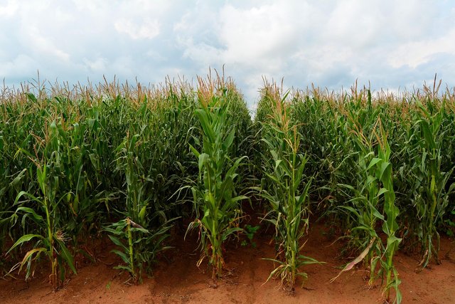 maize-4503781_1280.jpg