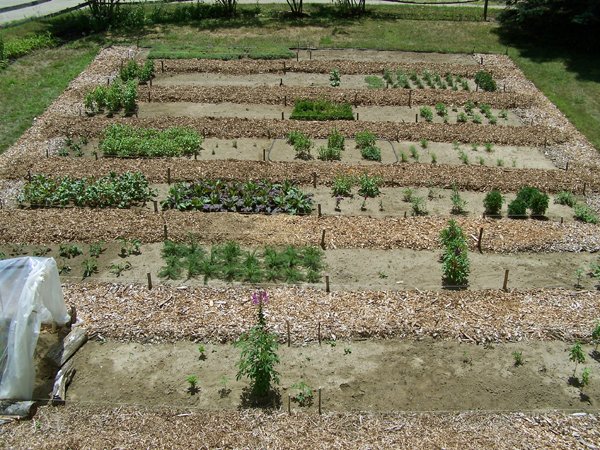 New Herb garden - walkways mulched crop July 2016.jpg