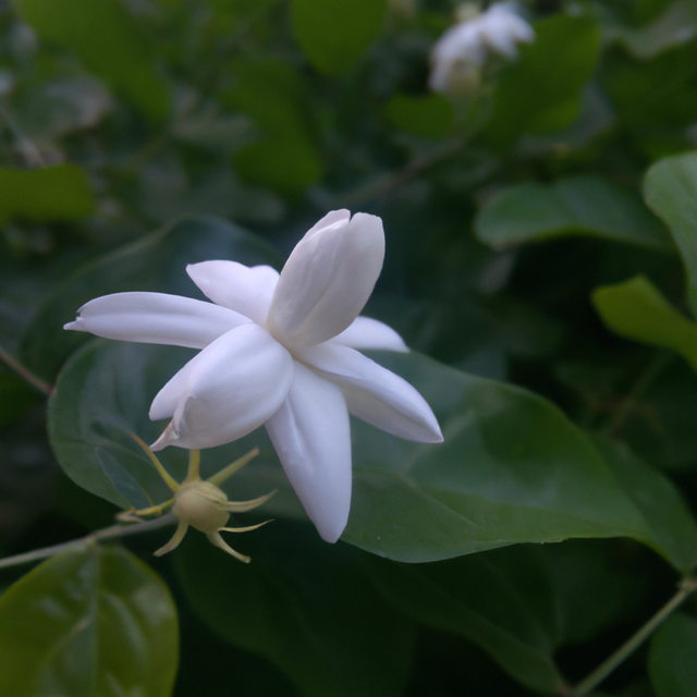 jasmine-flower-image (1).png