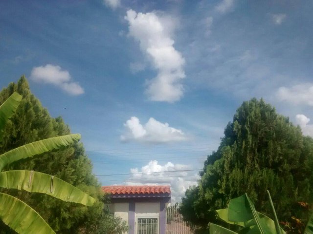 panoramica del cielo sobre mi jardín.jpg