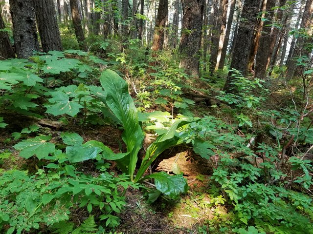 skunk cabbage.jpg