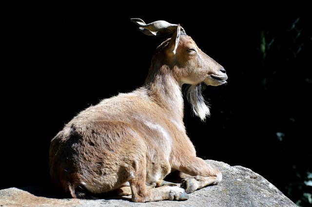 markhor-2613477_1280.jpg