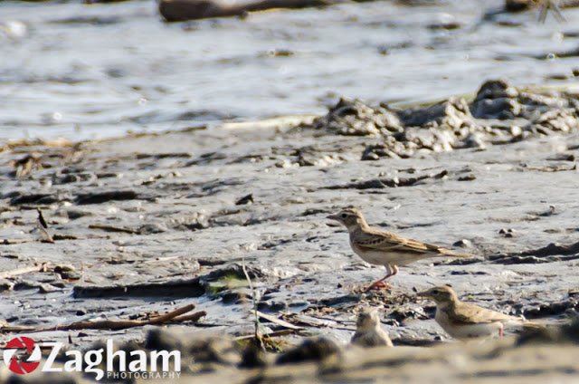 Greater Short-Toed Lark - Indus River (D.I.Khan).jpg