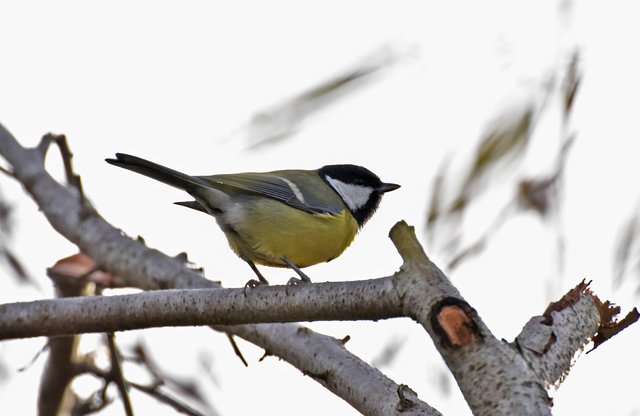 Great tit bushes 7.jpg