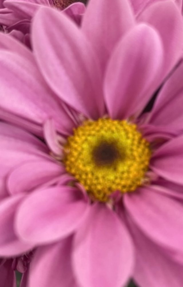 IMG_4862.jpeg
