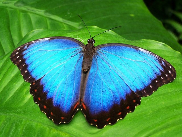 butterfly-142506_960_720.jpg