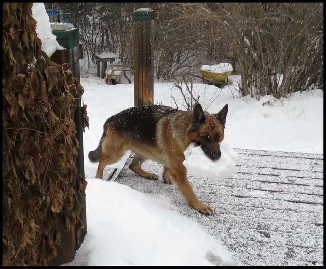 snowing Bruno Bringing big snowy log onto deck.JPG