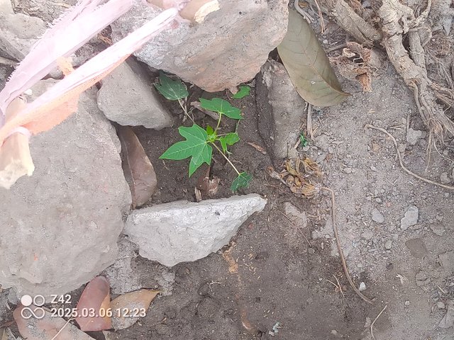 IMG_20250306_122354_699.jpg