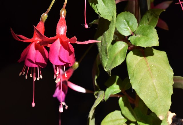 Fuchsia flower 2.jpg