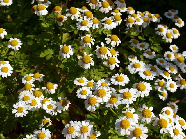 chamomile3596743_1280.jpg