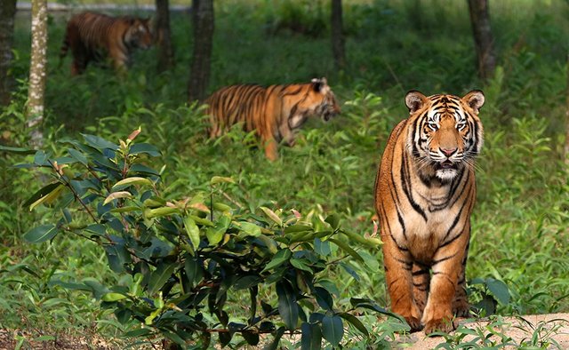 WEB_Bangabandhu-Safari-Park-Gazipur_Syed-Zakir-Hossain-_Tiger-census_Edited_28.07.2017.jpg