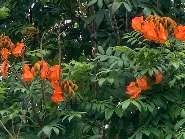 nature105.jpg