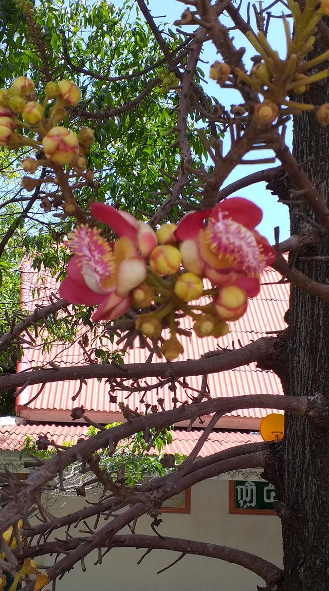 Wat Phasuk Maneejak105 (2).jpg