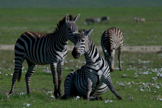 zebras-5837321_1280.jpg