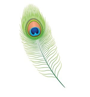 A peacock-feather.jpg