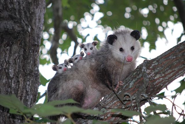 possum-1802326__480.jpg