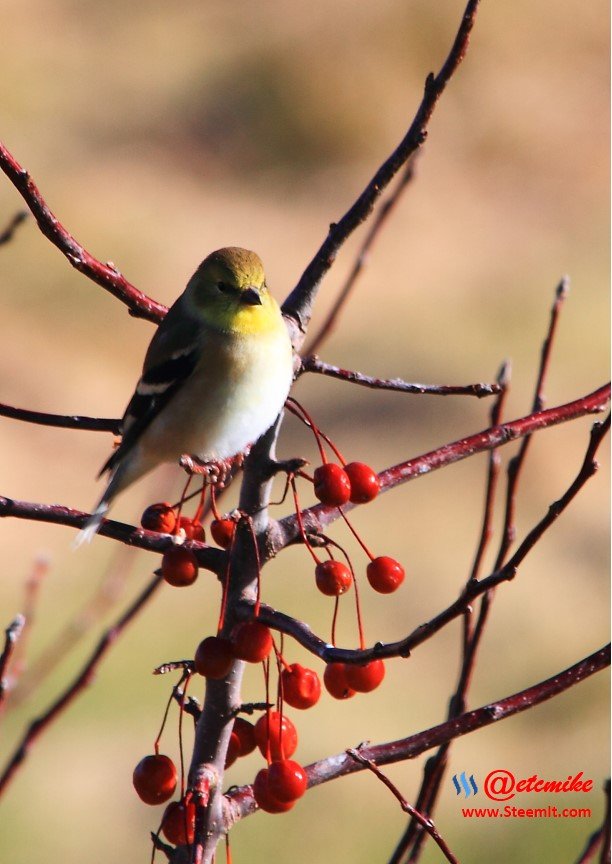 American Goldfinch PFW0148.JPG