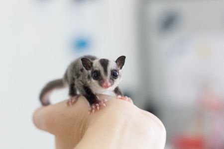 Sugar-glider-GettyImages-514744702-58cade423df78c3c4fdf6cbc.jpg