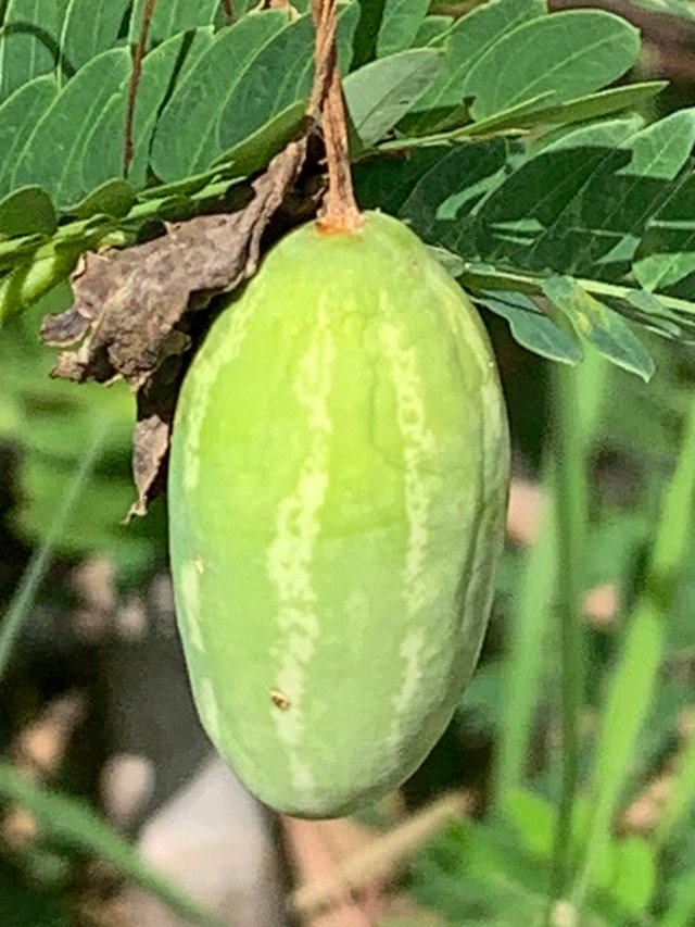 nature100.jpg