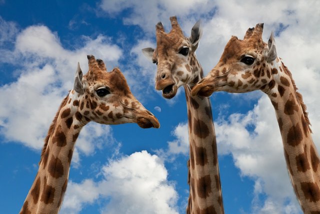 giraffes-627031_1920.jpg