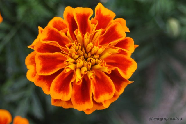 Orange-flower.jpg