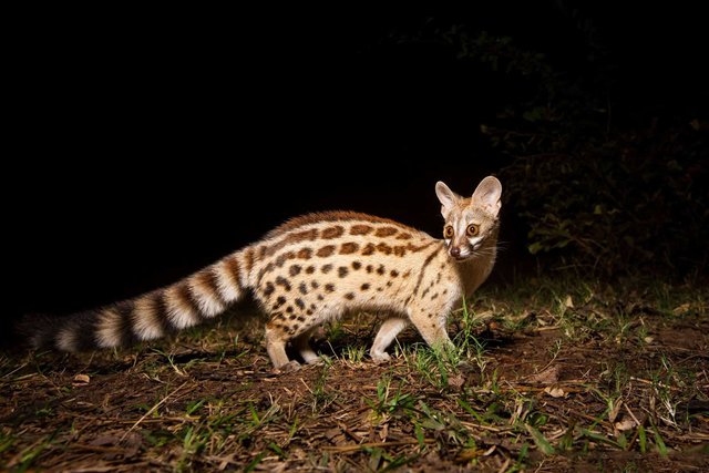 genets.jpg